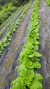 팜모닝 배추·영농일지 게시글 이미지