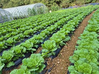 엘림농장님의 배추 · 영농일지 작성글 사진