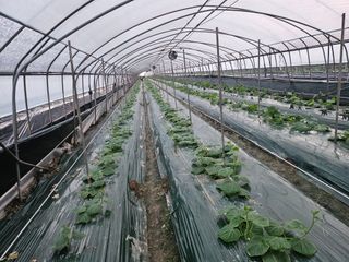 김동식님의 기타작물 · 영농일지 작성글 사진