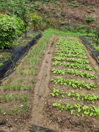 김응진님의 배추 · 영농일지 작성글 사진