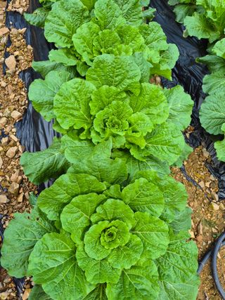 엘림농장님의 배추 · 영농일지 작성글 사진