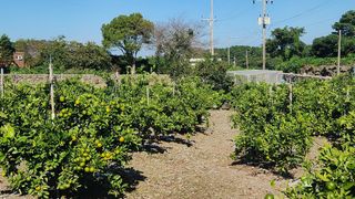 김행복님의 귤 · 영농일지 작성글 사진