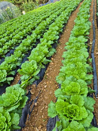 엘림농장님의 배추 · 영농일지 작성글 사진