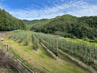 임영택님의 사과 · 영농일지 작성글 사진