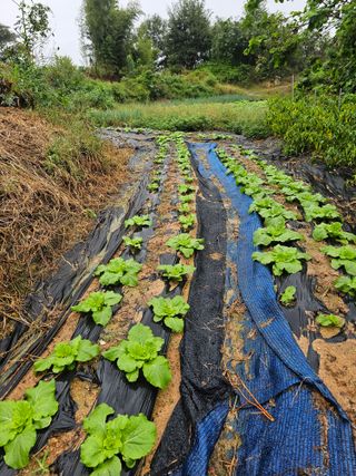 왕개미님의 배추 · 영농일지 작성글 사진