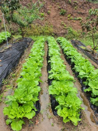 김응진님의 배추 · 영농일지 작성글 사진