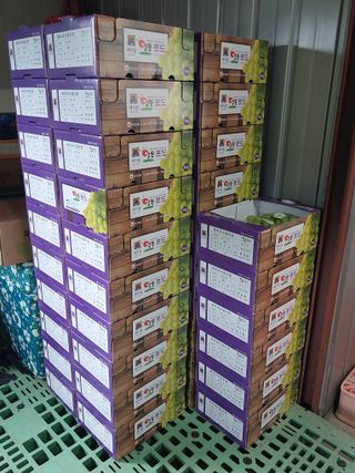 달빛이머무는곳님의 포도 · 영농일지 작성글 사진