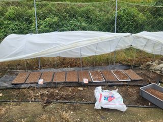 전선경님의 양파 · 영농일지 작성글 사진