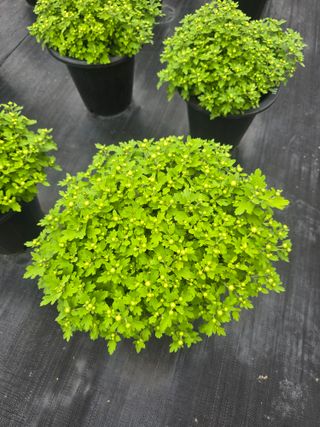 안창진님의 기타작물 · 영농일지 작성글 사진