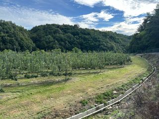 임영택님의 사과 · 영농일지 작성글 사진