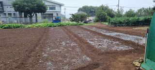 김안재님의 기타작물 · 영농일지 작성글 사진