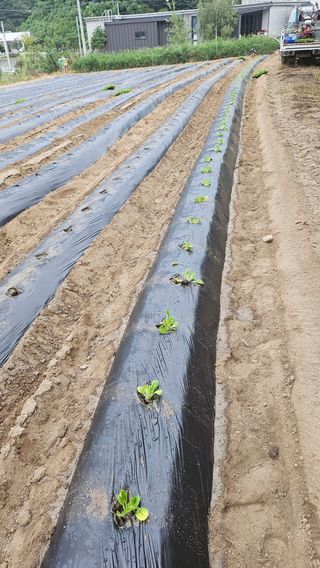 김남근님의 배추 · 영농일지 작성글 사진