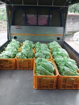 팜모닝 포도·영농일지 게시글 이미지