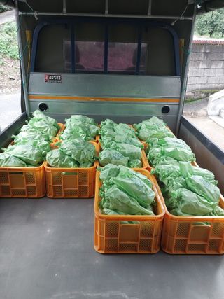 달빛이머무는곳님의 포도 · 영농일지 작성글 사진