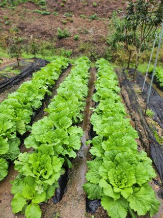 김응진님의 배추 · 영농일지 작성글 사진