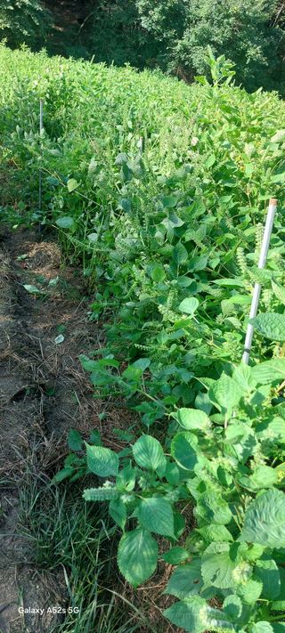 Blackbear님의 들깨 · 영농일지 작성글 사진