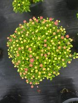 팜모닝 기타작물·영농일지 게시글 이미지