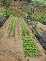 팜모닝 배추·영농일지 게시글 이미지