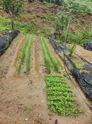 김응진님의 배추 · 영농일지 작성글 사진