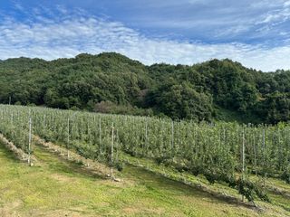 임영택님의 사과 · 영농일지 작성글 사진