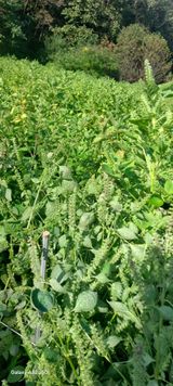 팜모닝 들깨·영농일지 게시글 이미지