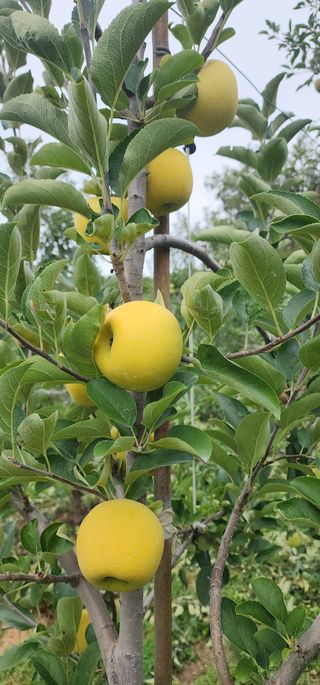전길용님의 기타작물 · 영농일지 작성글 사진