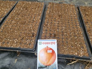 전선경님의 양파 · 영농일지 작성글 사진