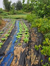 팜모닝 배추·영농일지 게시글 이미지