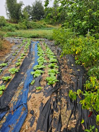 왕개미님의 배추 · 영농일지 작성글 사진