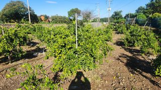 김행복님의 귤 · 영농일지 작성글 사진