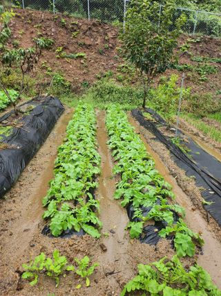 김응진님의 배추 · 영농일지 작성글 사진