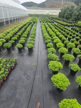 안창진님의 기타작물 · 영농일지 작성글 사진