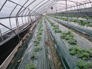 김동식님의 오이 · 영농일지 작성글 사진