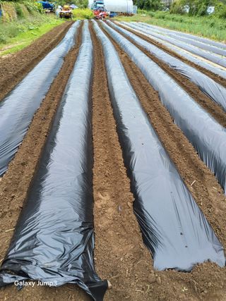 이천산수유3대농부님의 파 · 영농일지 작성글 사진