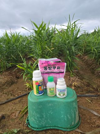 소병기 정직한농장님의 기타작물 · 영농일지 작성글 사진