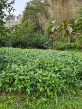 팜모닝 콩·영농일지 게시글 이미지