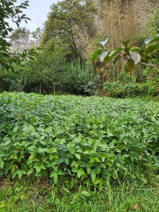 최문열님의 콩 · 영농일지 작성글 사진