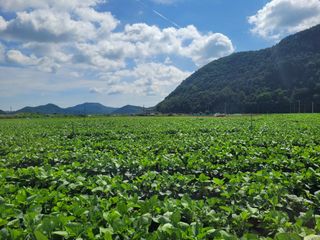 김춘성님의 기타작물 · 영농일지 작성글 사진