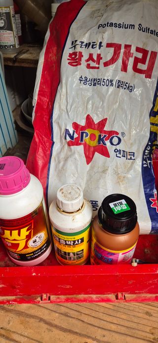 골드래곤님의 들깨 · 영농일지 작성글 사진