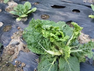 한석희님의 배추 · 영농일지 작성글 사진