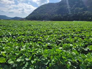 김춘성님의 기타작물 · 영농일지 작성글 사진