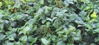 김무진님의 기타작물 · 영농일지 작성글 사진