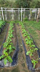 팜모닝 기타작물·영농일지 게시글 이미지