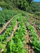 팜모닝 기타작물·영농일지 게시글 이미지