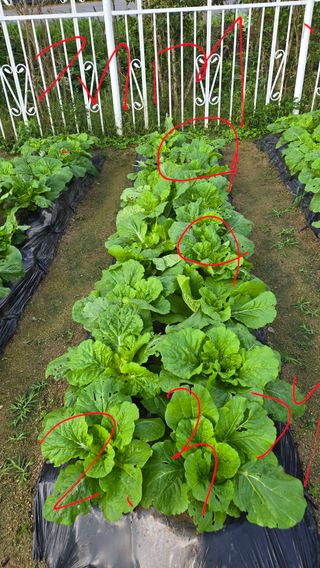 윤두현님의 기타작물 · 영농일지 작성글 사진