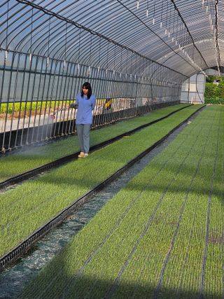 권정식님의 양파 · 영농일지 작성글 사진