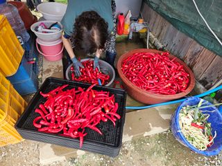 경달현님의 고추 · 영농일지 작성글 사진