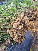 팜모닝 기타작물·영농일지 게시글 이미지