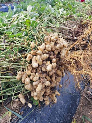 서상기 은퇴농장님의 기타작물 · 영농일지 작성글 사진