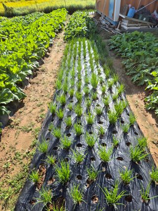 hoonkoo님의 기타작물 · 영농일지 작성글 사진